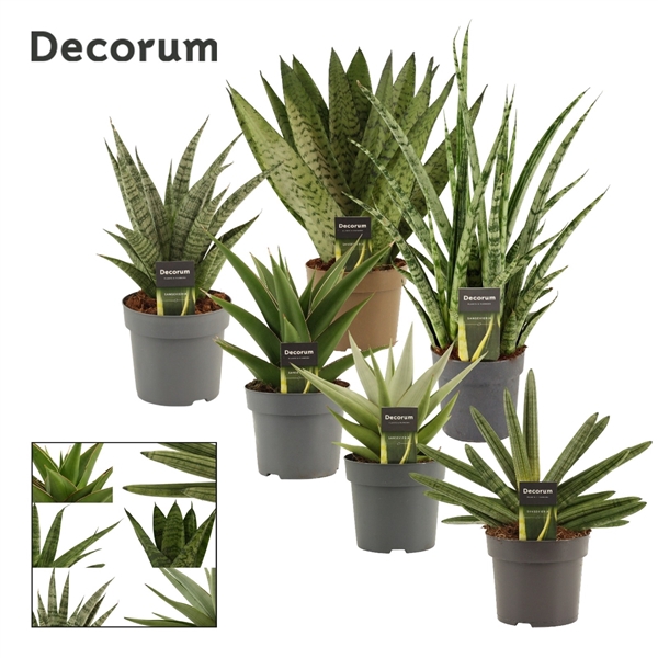 <h4>Sansevieria Luxury mix 14 cm (Decorum)</h4>