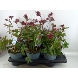 Astrantia major 'Roma'