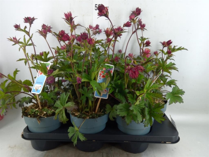 <h4>Astrantia major 'Roma'</h4>