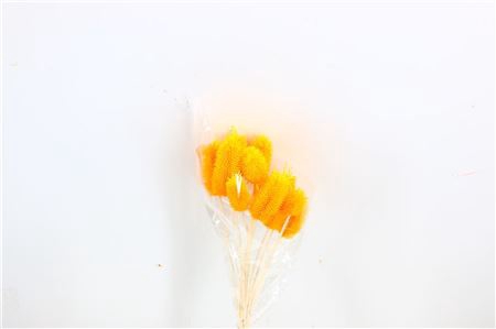 <h4>Pres Cardi Mini 12pcs Yellow Bunch</h4>