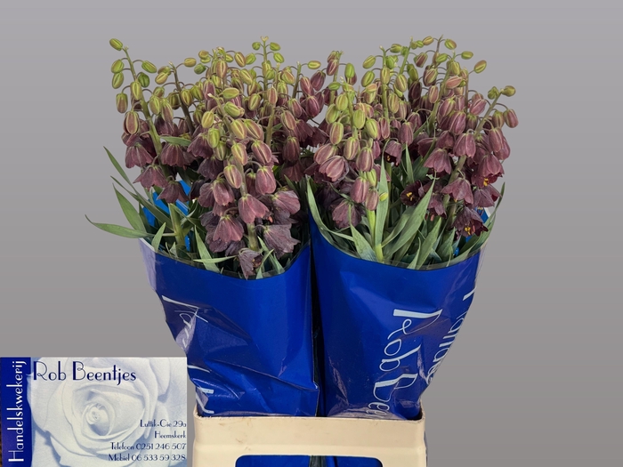 <h4>FRIT PERSICA</h4>