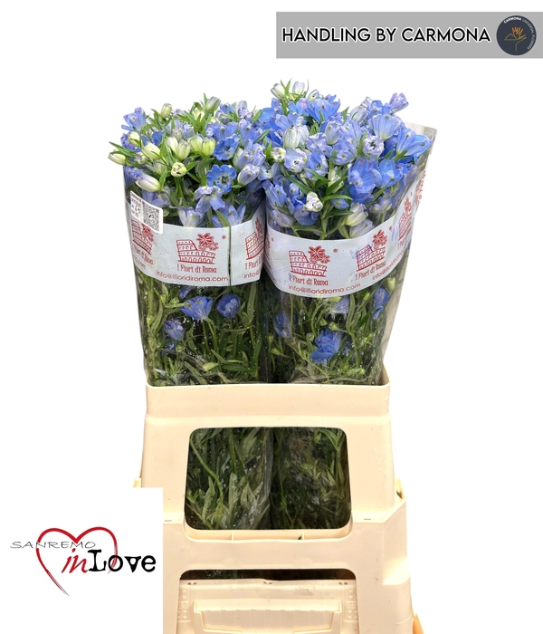 <h4>DELPH EN M SKY BLUE</h4>