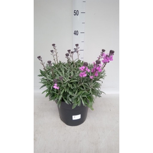Erysimum linifolium 'Bowles Mauve'