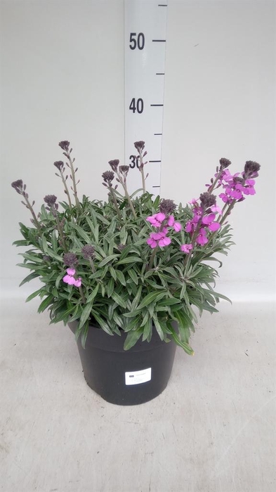 <h4>Erysimum linifolium 'Bowles Mauve'</h4>