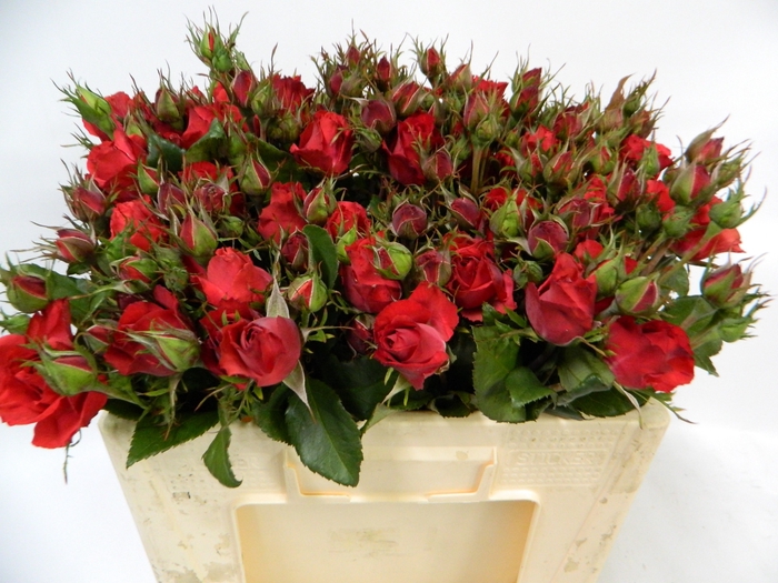 <h4>R TR CHERRY ANTIK SF</h4>