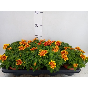 Bidens fer. 'Beedance Painted Yell'