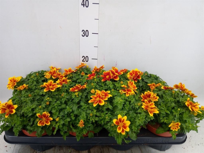 <h4>Bidens fer. 'Beedance Painted Yell'</h4>