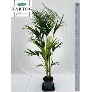 <h4>HOWEA FORSTERIANA</h4>