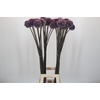 Allium Summer Drummer