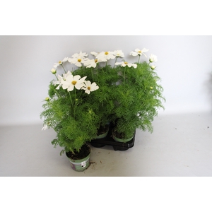 Cosmea bipinatus Casanova White