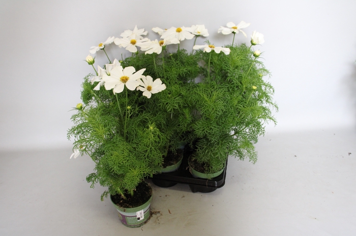 <h4>'Weekaanbieding: Cosmea bipinatus Casanova White</h4>