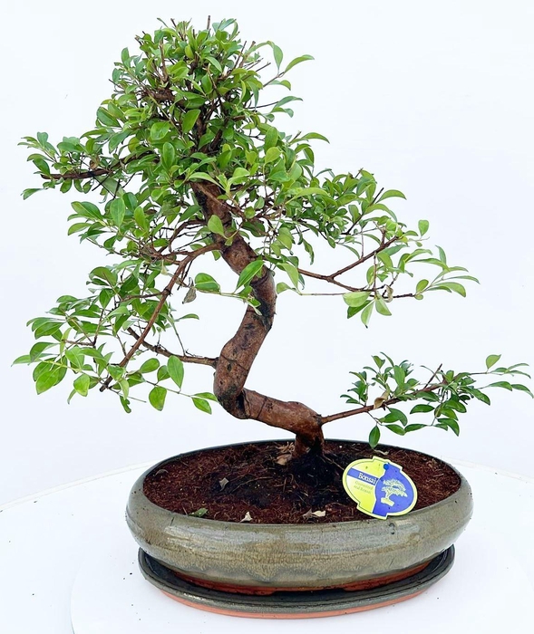 <h4>Eugenia uniflora, 39cm., shape, with drip tray</h4>
