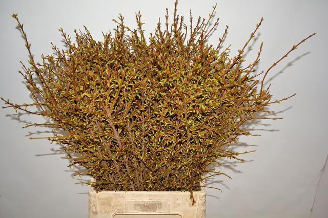 <h4>FORSY I SPECTABILIS</h4>