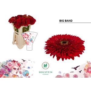 Gerbera Pomponi Big Band Water