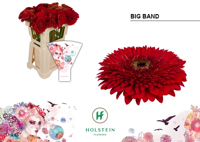 <h4>Gerbera Pomponi Big Band Water</h4>