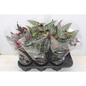 BEGONIA MACULATA SPOTLIGHT P15 VARIADO