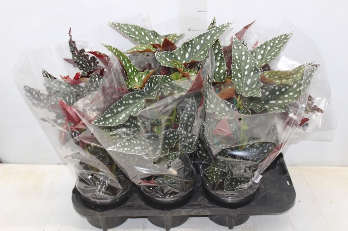 <h4>BEGONIA MACULATA SPOTLIGHT P15 VARIADO</h4>