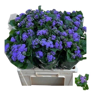 AGER H BLUE PLANET