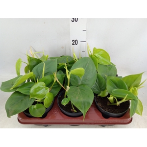 Philodendron scand.