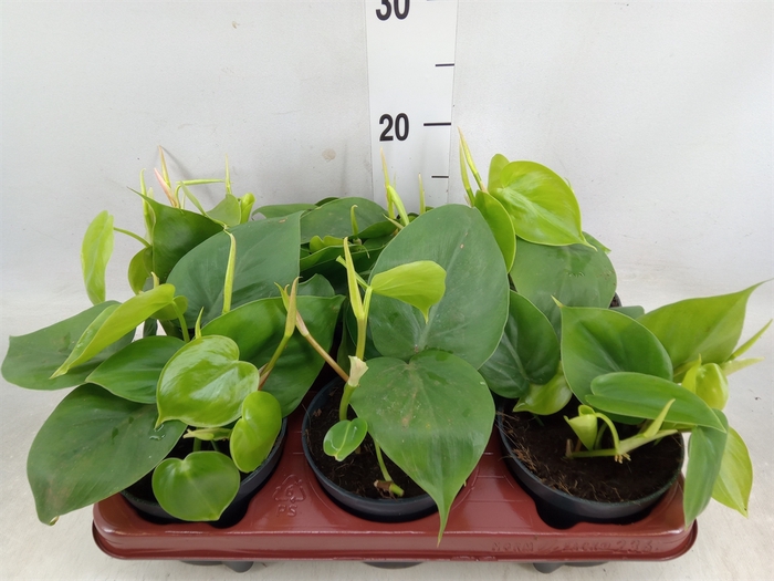 <h4>Philodendron scand.</h4>