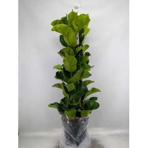 Ficus lyrata 'Bambino'
