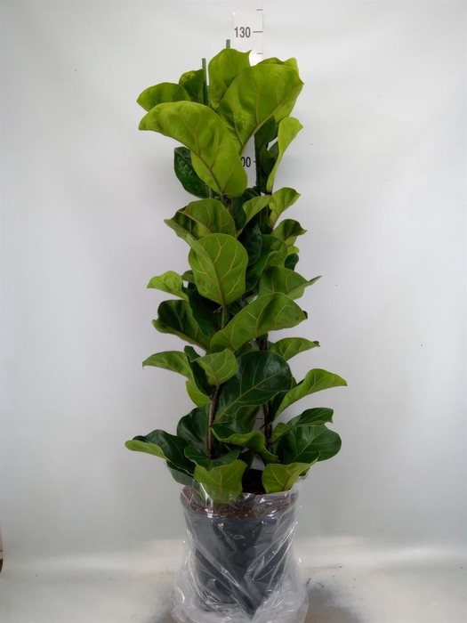 <h4>Ficus lyrata 'Bambino'</h4>