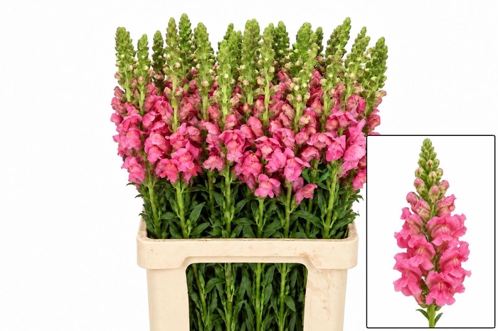 <h4>ANTIR POTO CHER ROSE</h4>