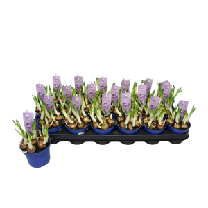 Bol op pot Crocus Flower record (Blauw)