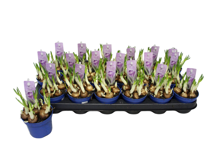 <h4>Bol op pot Crocus Flower record (Blauw)</h4>