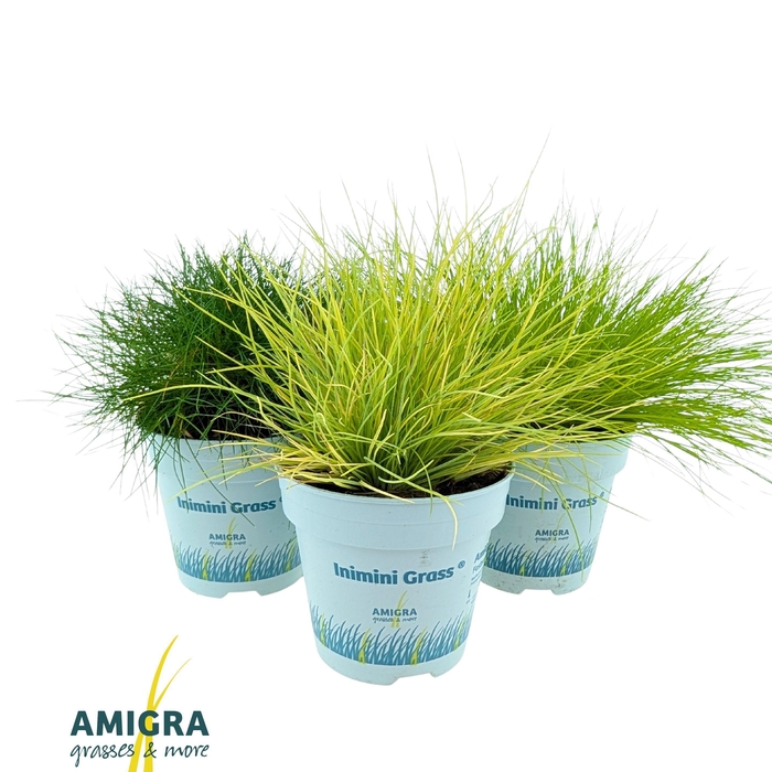 <h4>Ami Mix 10,5cm</h4>