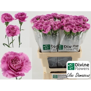 Dianthus ST   ...