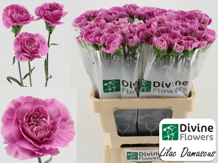 <h4>Dianthus ST   ...</h4>