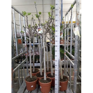 Ficus carica