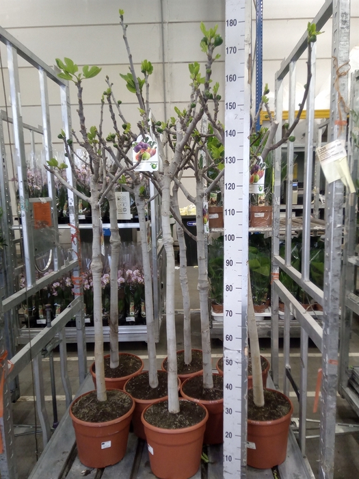 <h4>Ficus carica</h4>