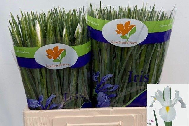 <h4>Iris White Magic</h4>