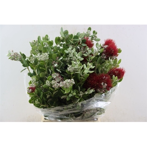 Pittosp Ralphi Flower Pbs