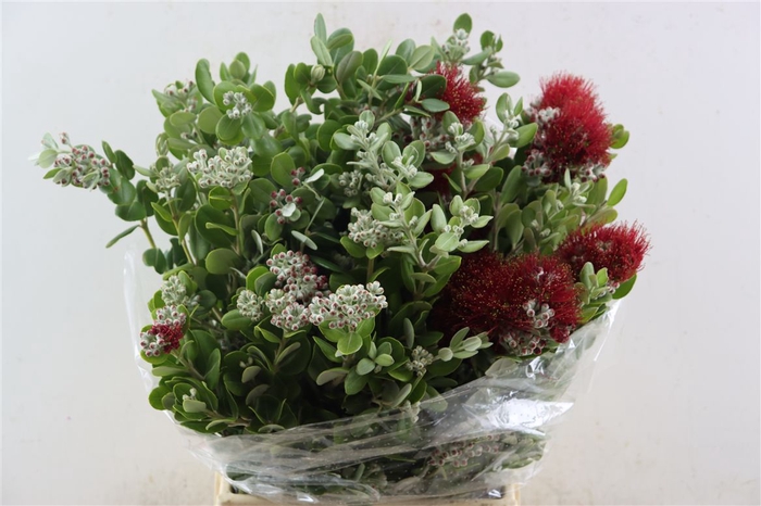 <h4>Pittosp Ralphi Flower Pbs</h4>