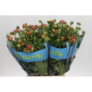 Ranunculus Butterfly Uranus