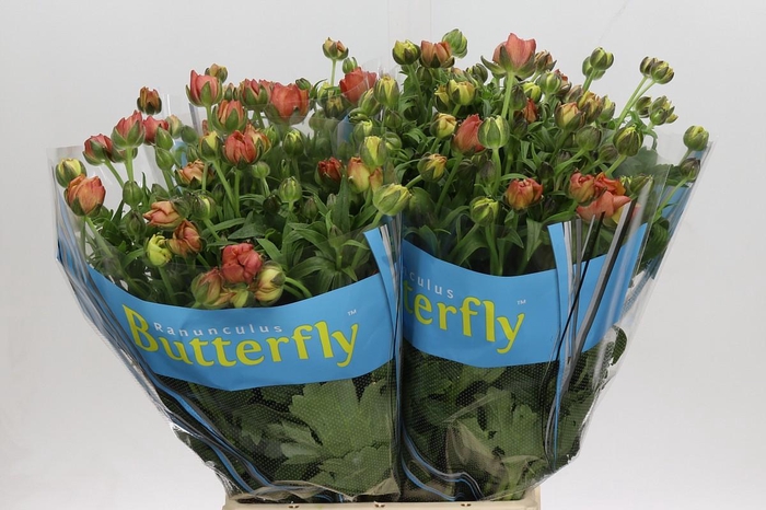 <h4>Ranunculus Butterfly Uranus</h4>