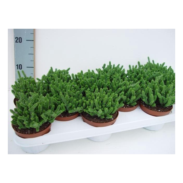 <h4>Crassula   ...</h4>
