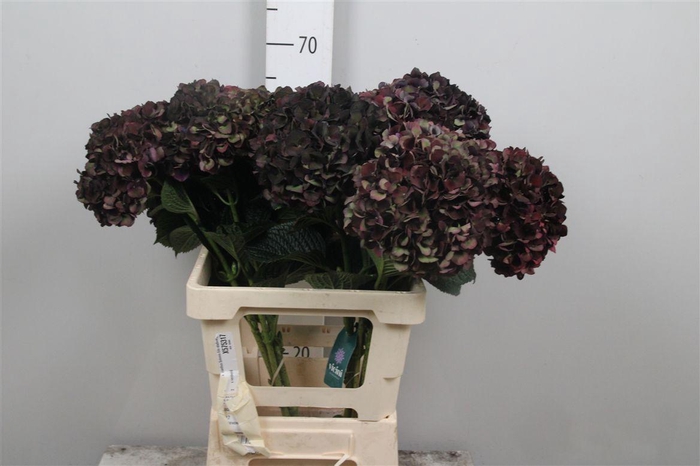 <h4>Hydr Cl M Ruby P</h4>