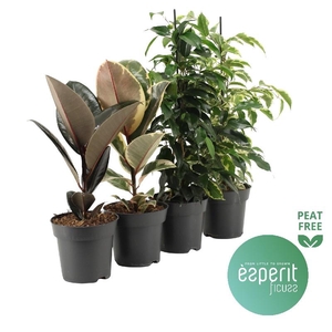 Ficus overig gemengd Elastica/Benjamina mix