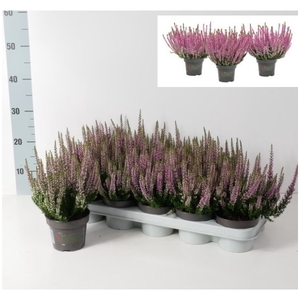 Calluna vulgaris Beauty Ladies P12 Lila