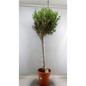 Olea europaea