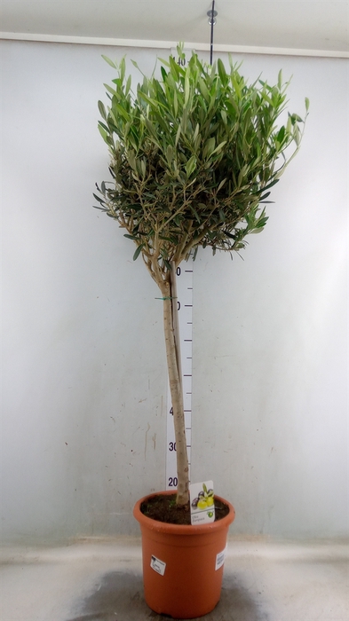 <h4>Olea europaea</h4>