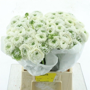 Ran Ponpon Gianina White