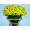 Achilea Moonshine 60cm