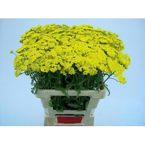 Achilea Moonshine 60cm