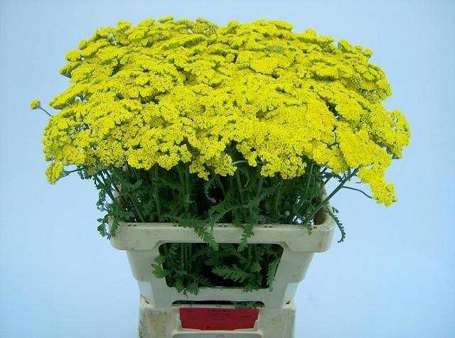 <h4>Achilea Moonshine 60cm</h4>