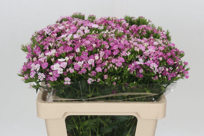 <h4>Dianthus Br Amazon Rose Magic</h4>